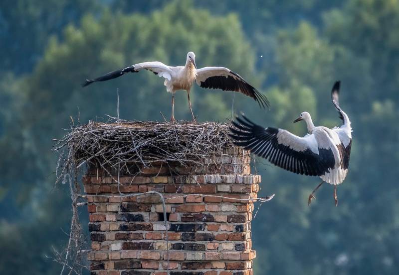 Professional Chimney Animal Removal Services in North Hills, California